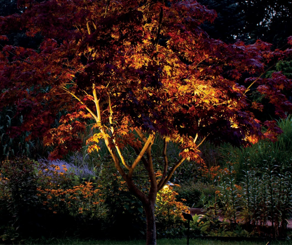 landscape lighting on tree